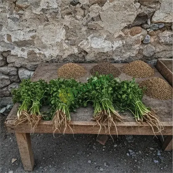 Coriander