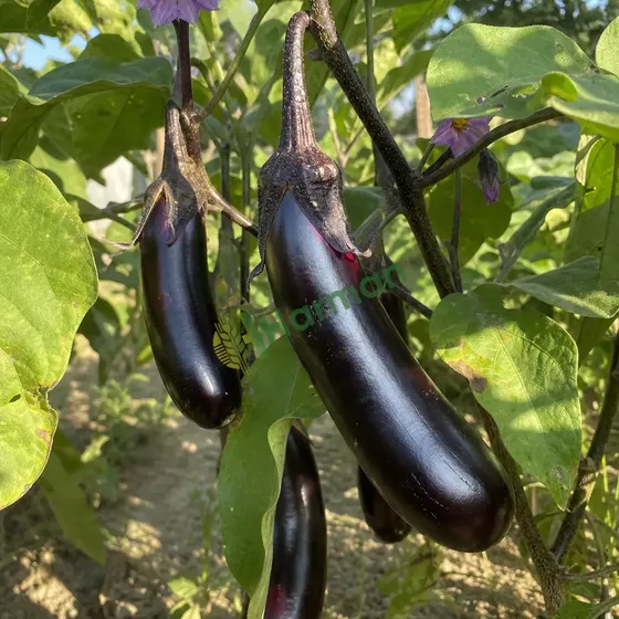 Aubergine