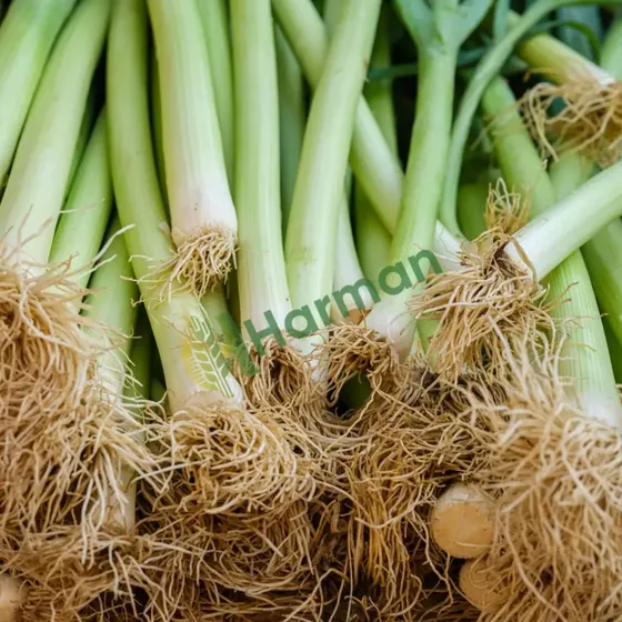 Spring Onions