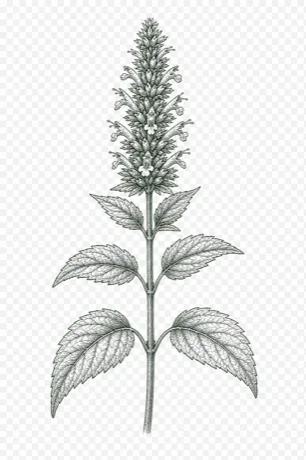 Anise Hyssop botanical illustration