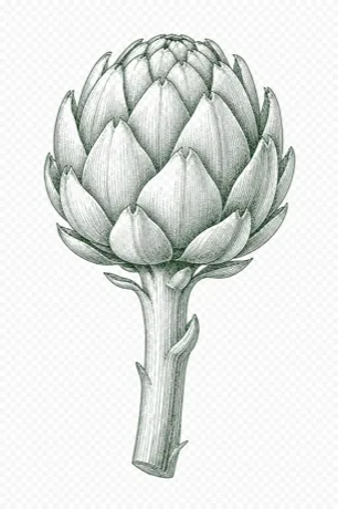 Globe Artichoke botanical illustration