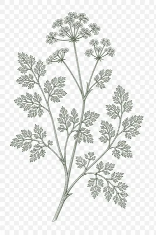 Chervil botanical illustration