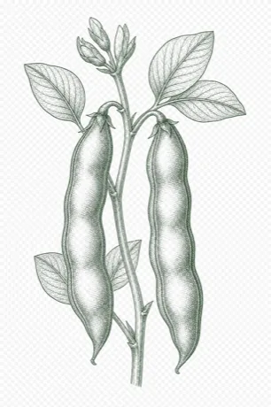 Broad Beans botanical illustration