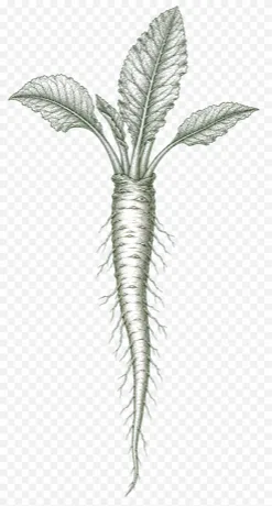 Horseradish botanical illustration
