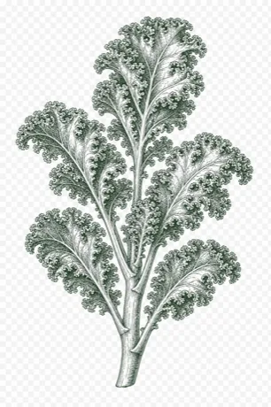 Kale botanical illustration