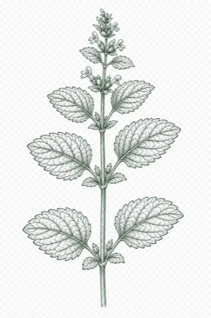 Lemon Balm botanical illustration