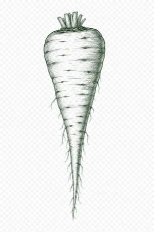 Parsnips botanical illustration