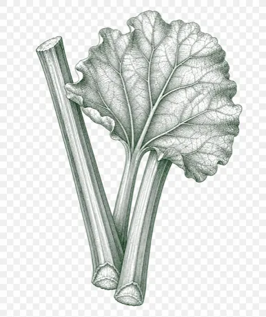 Rhubarb botanical illustration