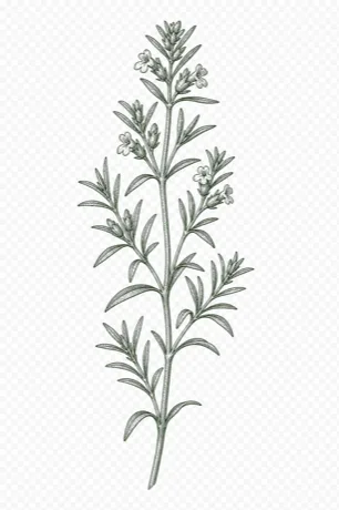 Summer Savory botanical illustration