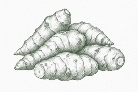 Sunchokes botanical illustration
