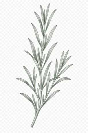 Tarragon botanical illustration